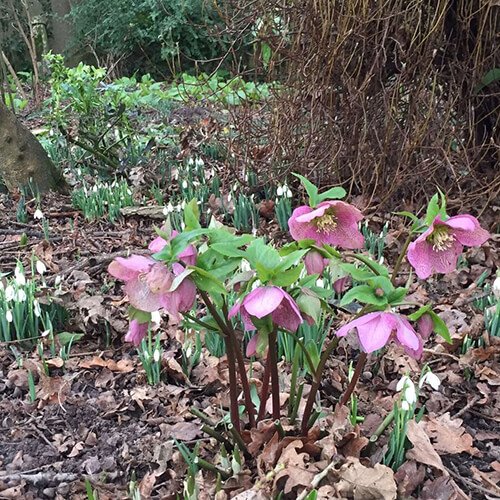 Helleborus orientalis flowers